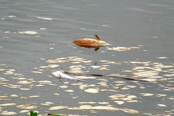 Quảng Ngãi: Cá, vịt chết bất thường trên sông Hầm Giang do doanh nghiệp xả thải?