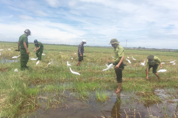 Cận cảnh việc “giải cứu” chim trời ở Thừa Thiên - Huế