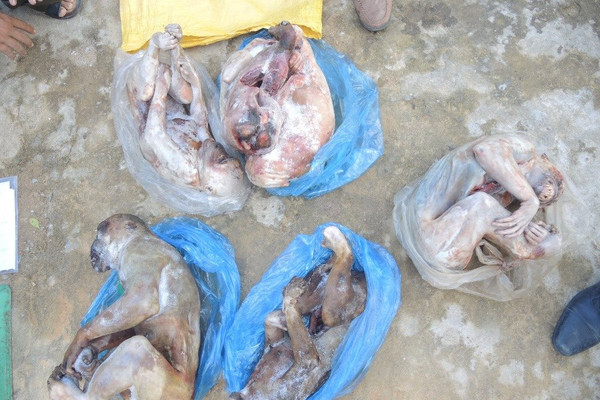 Quảng Ngãi: Phát hiện 6 xác linh trưởng đông lạnh trên ô tô tải 