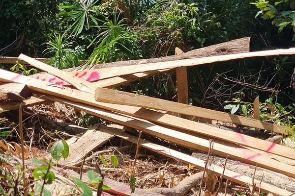 Vụ rừng phòng hộ bị đốn hạ ở Trà Bui: Lãnh đạo tỉnh Quảng Nam yêu cầu xử lý nghiêm  