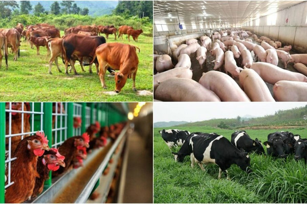 Chăn nuôi gia súc quy mô lớn có phải lập Báo cáo đánh giá tác động môi trường không?