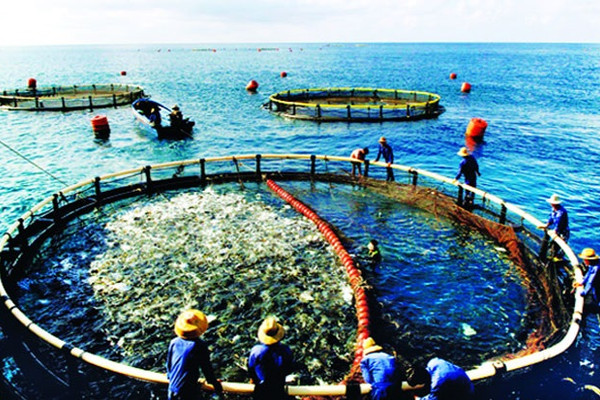 Phát triển nuôi biển trở thành ngành sản xuất hàng hóa quy mô lớn