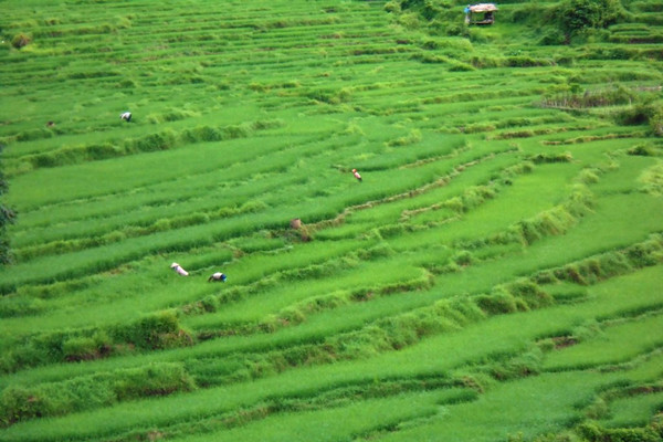 Thanh Hóa: Hỗ trợ gạo cho đồng bào nhận trồng, chăm sóc và bảo vệ rừng