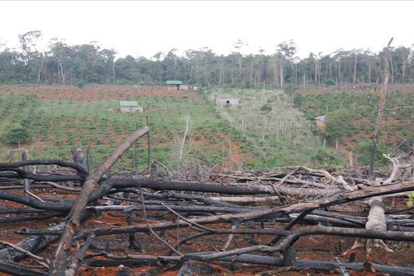Đắk Nông: Thu hồi hơn 1.200 ha đất rừng của HTX Hợp Tiến
