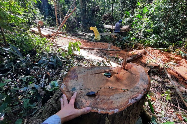 Quảng Nam: Khẩn trương chấn chỉnh công tác bảo vệ rừng 