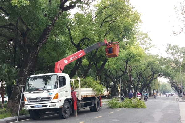 Thừa Thiên - Huế: Tăng cường quản lý cây xanh mùa mưa bão