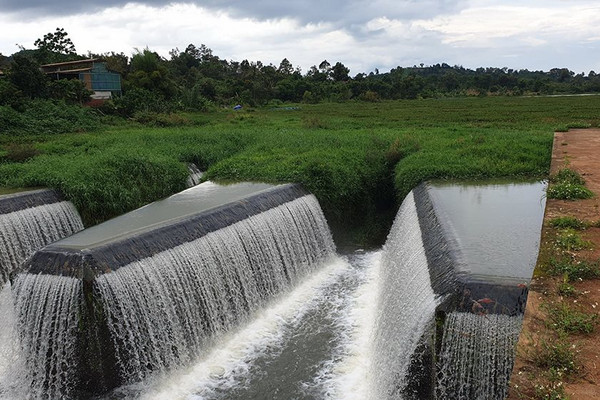 Đắk Nông: Hơn chục công trình thủy lợi bị “đảo cỏ di động” xâm chiếm