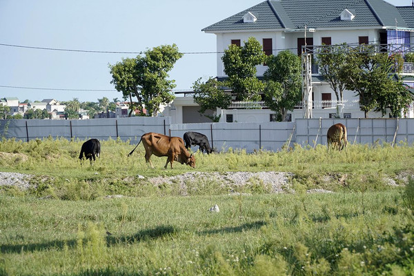 Thanh Hóa: 50.000 m2 đất thị trấn bị bỏ hoang thành nơi chăn bò