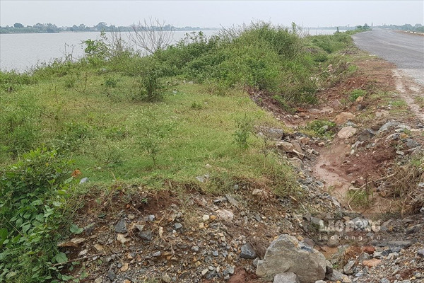 Kim Sơn (Ninh Bình): Đê hữu sông Đáy sạt lở, người dân thấp thỏm lo sợ