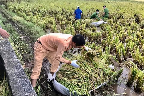 Thái Bình: Thu hoạch 54.375 ha lúa mùa trước ảnh hưởng của bão số 8
