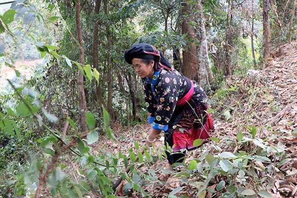 Điện Biên Đông: Phát triển rừng nhờ chính sách