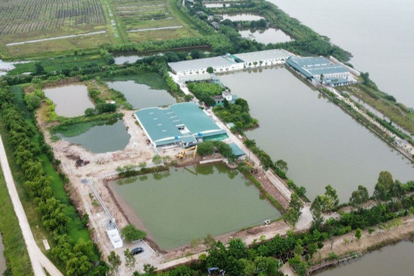 Vũ Thư - Thái Bình: Trại lợn hàng nghìn m2 xây dựng trái phép ngoài đê