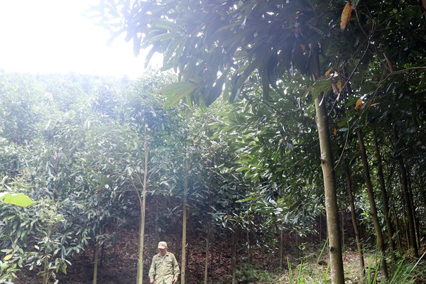 Lào Cai: Gần 119 tỷ đồng chi trả dịch vụ môi trường rừng