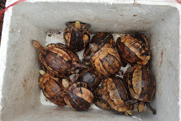 Hà Tĩnh: Người dân bàn giao 44 cá thể rùa quý hiếm để thả về môi trường tự nhiên