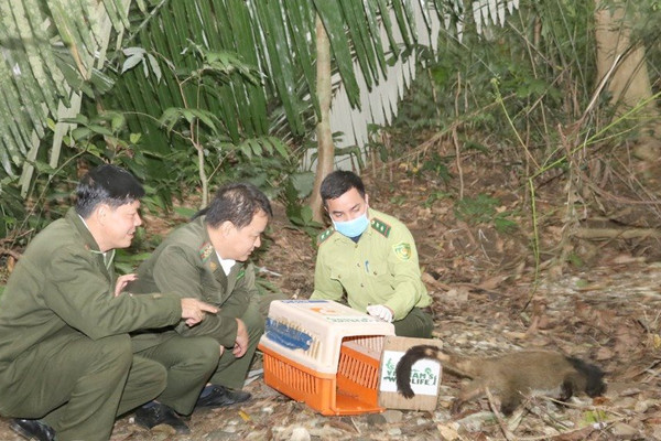 Vườn Quốc gia Cúc Phương tái thả 30 cá thể Cầy vòi mốc về tự nhiên