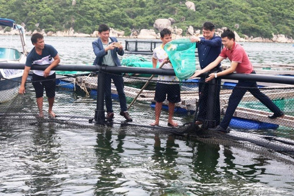 Khánh Hòa: Kháng được gió bão, nghề nuôi biển “cất cánh”