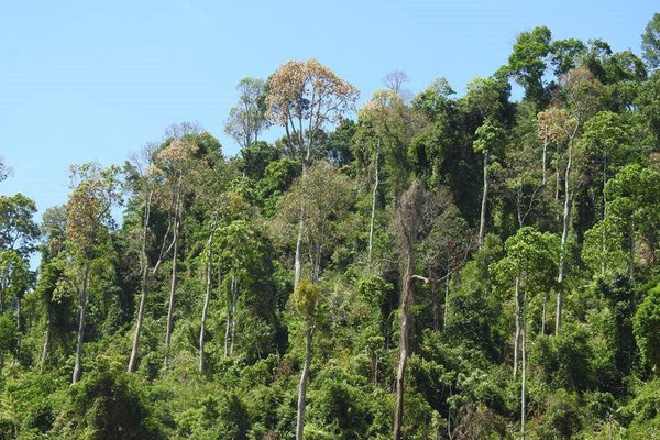 Quảng Nam: Phát triển cây ươi để giảm áp lực vào rừng