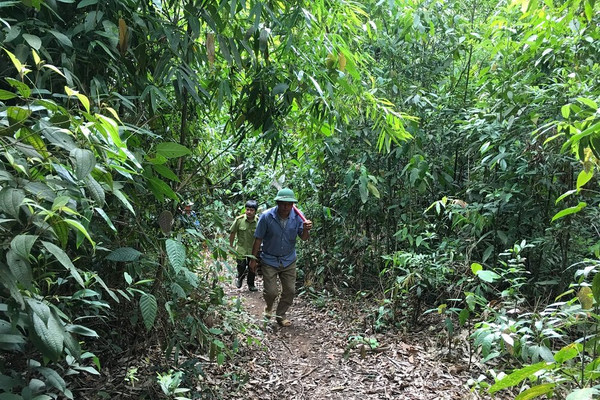 Sơn La: Chi trả trên 178 tỷ đồng dịch vụ môi trường rừng cho hơn 40.000 chủ rừng