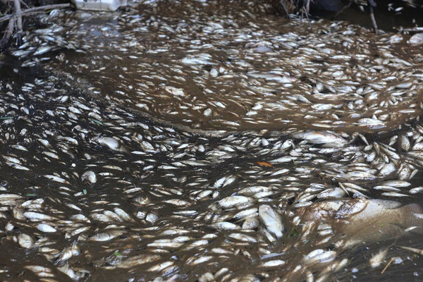 Quảng Nam: Cá chết bất thường ở gần Khu công nghiệp Tam Thăng
