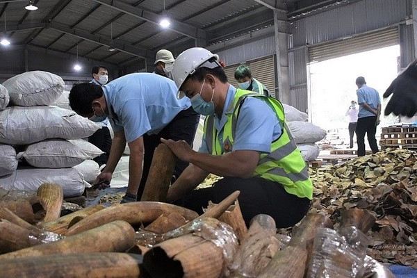 Đà Nẵng: Bắt giữ số lượng lớn hàng hoá nghi ngà voi và vảy tê tê