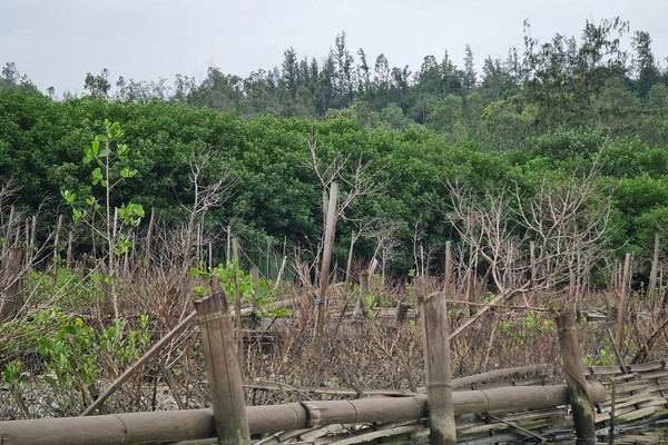 Quảng Ngãi: Phục hồi rừng ngập mặn gặp nhiều khó khăn 