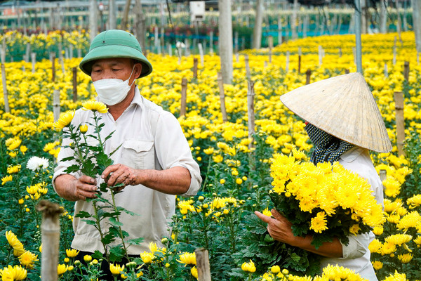 Thanh Hóa: Làng hoa Đông Cương rực rỡ ngày cận Tết