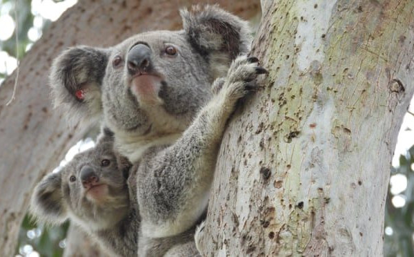 Australia liệt kê gấu túi vào danh sách loài có nguy cơ tuyệt chủng
