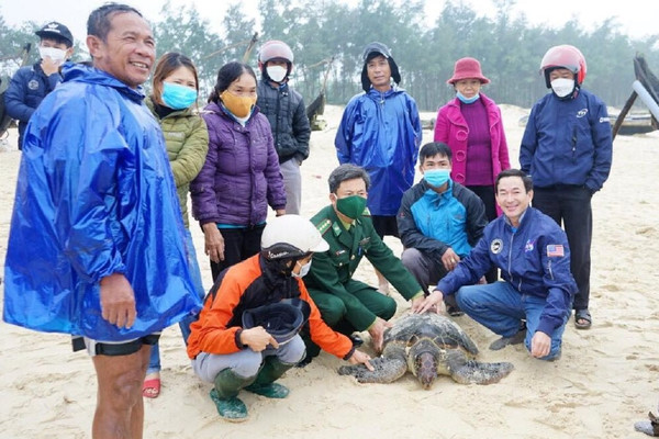 Quảng Trị: Cứu hộ và thả một cá thể rùa biển quý hiếm về biển