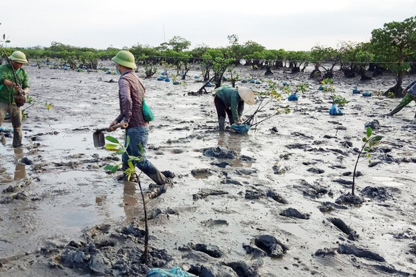 Hải Hà (Quảng Ninh): "Xanh" lại những cánh rừng ngập mặn ven biển 