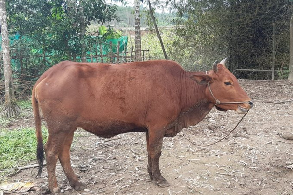 Thừa Thiên - Huế: Phòng chống đói, rét cho đàn vật nuôi
