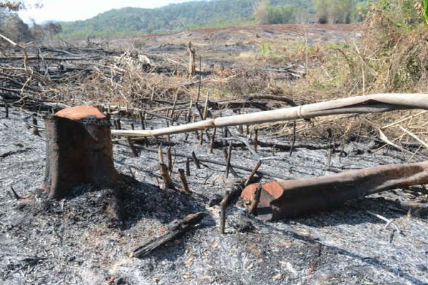 Đắk Glong (Đắk Nông): Quyết liệt xử lý tình trạng lấn chiếm đất rừng