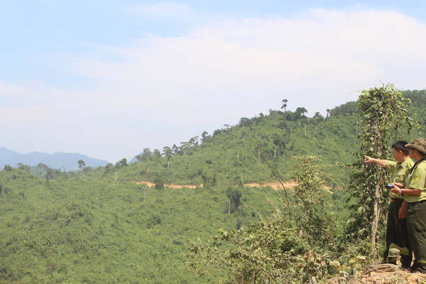 Thừa Thiên – Huế: Tỷ lệ che phủ rừng toàn tỉnh đạt 57,15%	