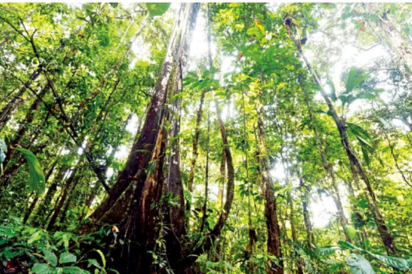 Rừng Amazon có thể đạt đến “điểm tới hạn”