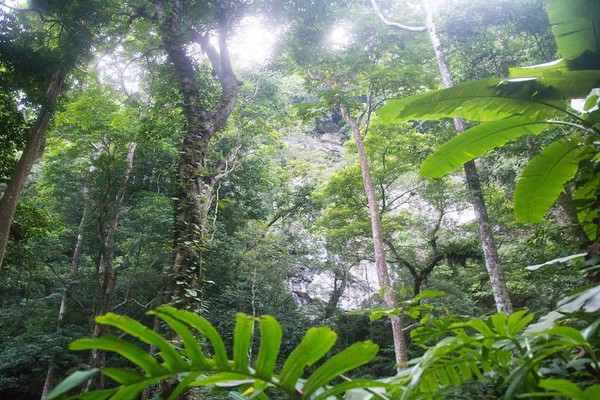 Quảng Bình: Giám sát việc chuyển đổi mục đích sử dụng đất rừng