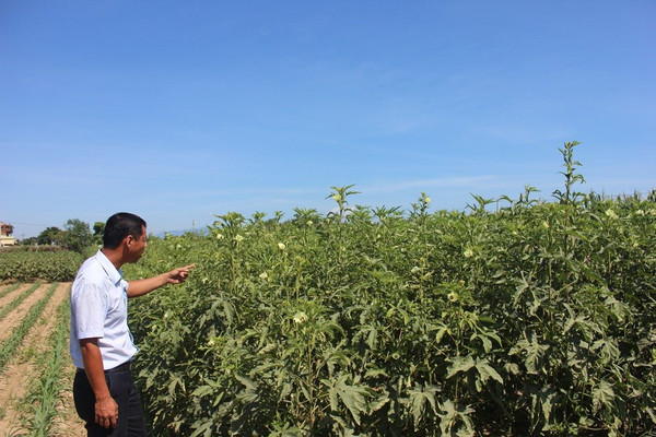 Ngành nông nghiệp Quảng Nam “sống chung” với BĐKH
