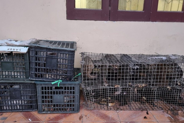 Nghệ An: Xe ô tô giường nằm vận chuyển 17 cá thể động vật hoang dã