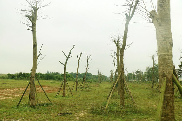 Thừa Thiên - Huế: Hàng loạt cây xanh “chết héo”