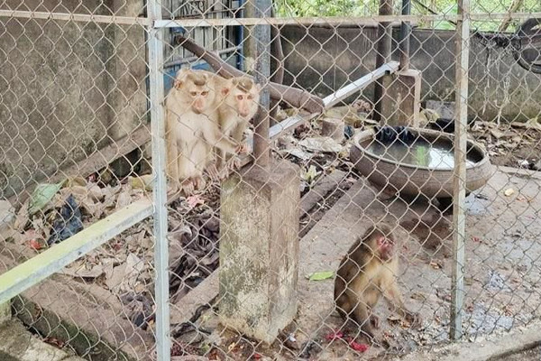 TP. Huế: Nhà chùa phát hiện 4 cá thể khỉ quý hiếm