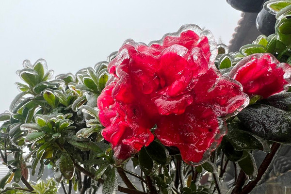 Đỗ quyên nở đỏ rực rỡ trong băng trên đỉnh Fansipan