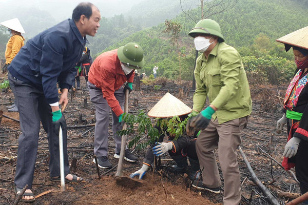 Quảng Ninh ứng phó với BĐKH: Hồi sinh những cánh rừng gỗ lớn