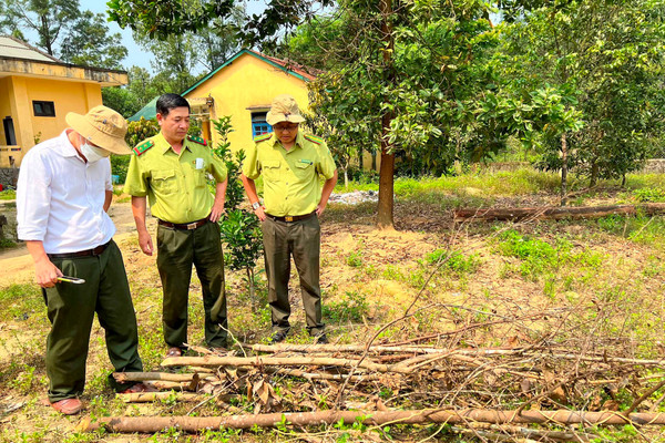 Thừa Thiên – Huế: Chặt cây bản địa trái phép trong rừng phòng hộ