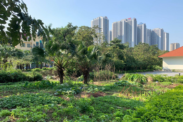 Công viên hồ điều hòa Mai Dịch - Hà Nội: Tự ý lấn chiếm đất công viên canh tác hoa màu