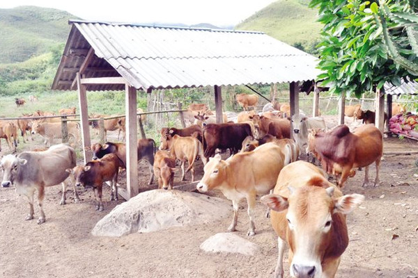 Chăn nuôi gia súc – hướng phát triển kinh tế ở huyện Mường Nhé
