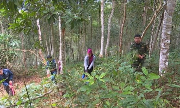 Điện Biên: Hiệu quả giữ rừng từ chính sách chi trả dịch vụ môi trường rừng