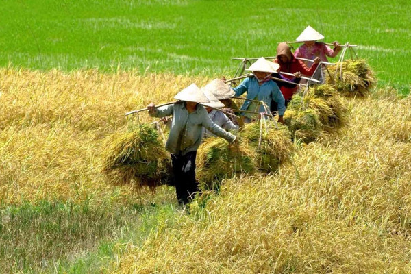 Không cấp sổ đỏ cho người dân tự chuyển đổi đất trồng lúa