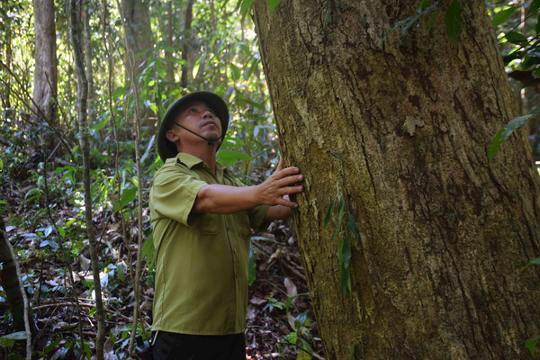 Bình Định phát triển rừng gỗ lớn bền vững để ứng phó với biến đổi khí hậu