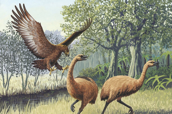 DNA của loài chim Moa tuyệt chủng cung cấp cái nhìn mới về biến đổi khí hậu