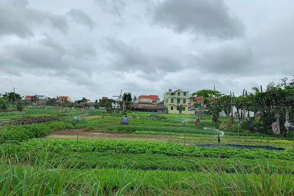 Quảng Nam: Chậm sửa sai gần 15.000 sổ đỏ ghi “đất thổ cư”