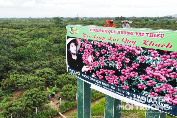Vải Thanh Hà, Hải Dương vào vụ sớm