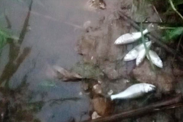 Bảo Thắng - Lào Cai: Cá chết bất thường tại suối Khe Chom chưa rõ nguyên nhân